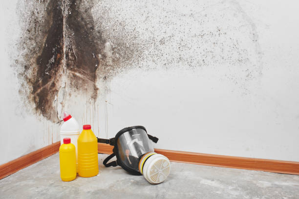 Office Mold Removal Services in Forest Lake, MN