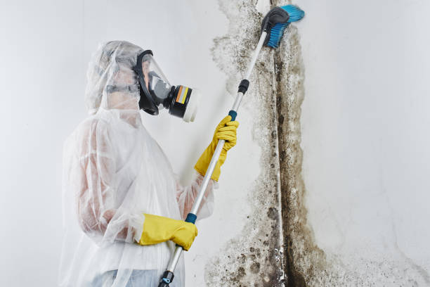 Best Mold Testing  in Forest Lake, MN