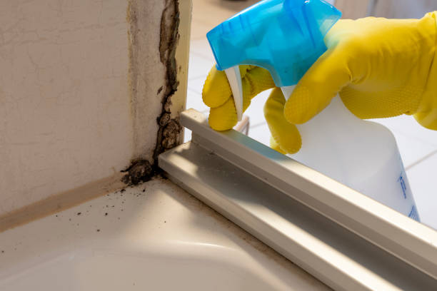 Best Toxic Mold Removal  in Forest Lake, MN
