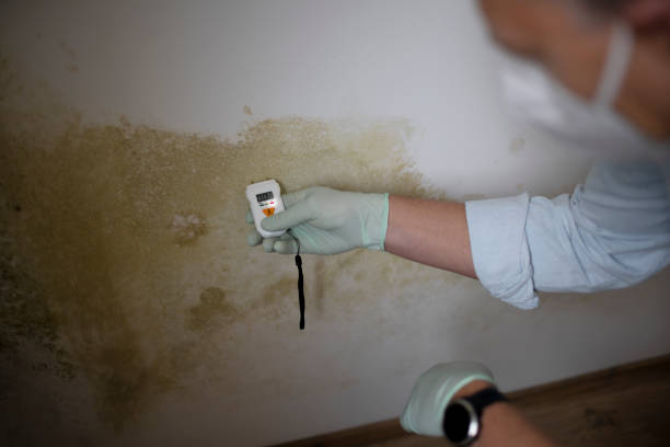 Certified Mold Removal in Forest Lake, MN