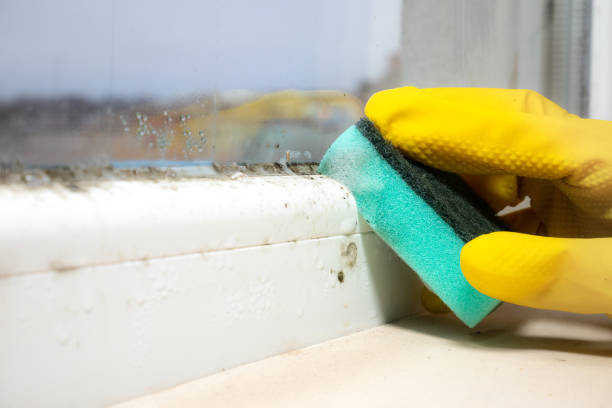 Best Same-Day Mold Removal  in Forest Lake, MN