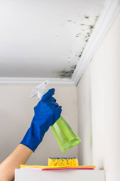 Best Mold Cleaning Services  in Forest Lake, MN